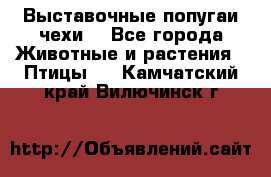 Выставочные попугаи чехи  - Все города Животные и растения » Птицы   . Камчатский край,Вилючинск г.